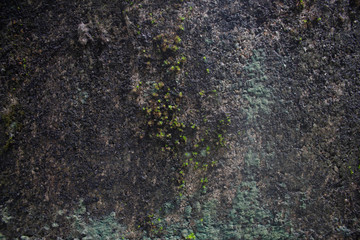 moss on stone