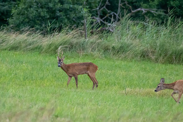 Naklejka na ściany i meble Deer on a green field