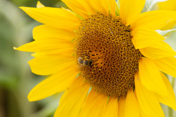 Close up of bee collecting nectar in a sunflower