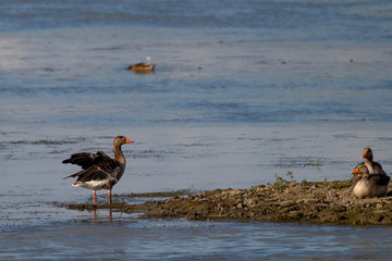 Seabirds on the beach