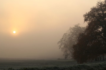 Fototapeta na wymiar Sunrise in the mist in a park in autumn. Poetic background image with copy space for poems etc.