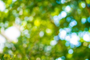 Obraz premium Natural green leaves white background with abstract blurred foliage and bright summer sunlight