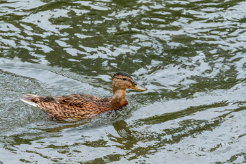 Mallard (Anas platyrhynchos) duckling in park, Central Russia
