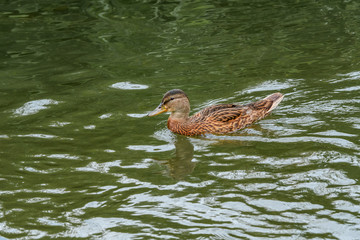 Mallard (Anas platyrhynchos) duckling in park, Central Russia