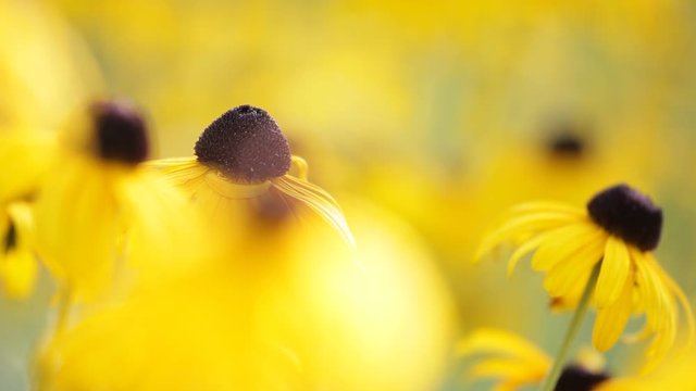 Yellow blossoms of a flower, rudbeckia hirta, swaying gently in the morning sun &ndash; selective focus