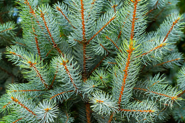 Naklejka na ściany i meble Green branches of a young spruce. Natural green background.
