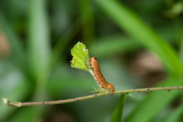 葉っぱを食べる幼虫