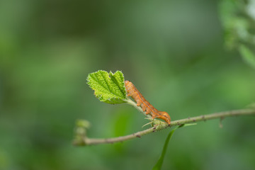 葉っぱを食べる幼虫