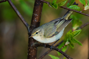 Curious European songbird Common chiffchaff, Phylloscopus collybita in a springtime Estonian forest. 