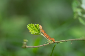 葉っぱを食べる幼虫