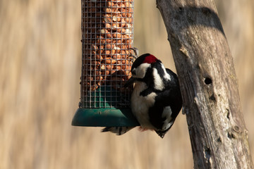 Great Spotted Woodpecker, Dendrocopos major, balancing from a bird feeder after peanuts to eat