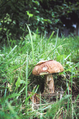 mushroom Boletus edulis in the forest, green grass, close up view