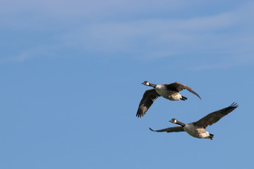 Fototapeta na wymiar Flying white-cheeked goose