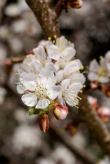 Obraz premium Apricot (Armeniaca vulgaris) in orchard