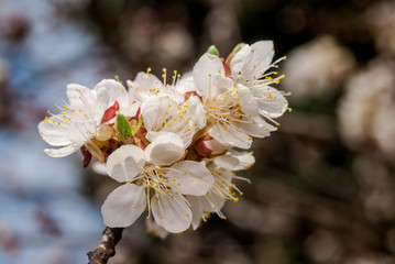 Apricot (Armeniaca vulgaris) in orchard