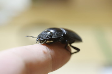 西表島のサキシマヒラタクワガタのメス