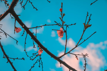 Fototapeta premium tree branches with red flowers against blue sky with clouds