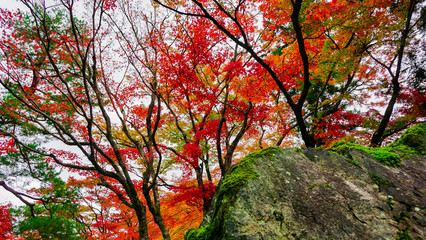 苔むす岩と紅葉