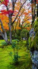 苔むす岩と紅葉
