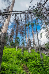 Fototapeta na wymiar Dried forest, Low Tatras mountains, Slovakia