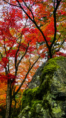 Naklejka premium 苔むす岩と紅葉