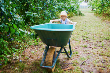 Adorable toddler girl in straw hat pushing wheelbarrow near plum trees on a farm
