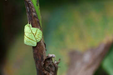 Yellow moth on a leaf stalk against a green-brown background © angekee