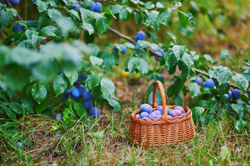 Ripe plums in the basket on the green grass