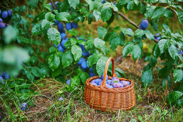 Ripe plums in the basket on the green grass