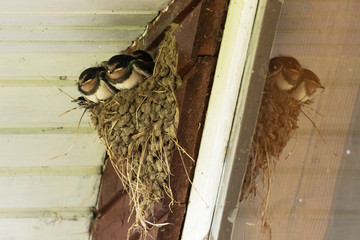 Small juvenile Barn swallows, Hirundo rustica in a nest attached to a wooden wall in Estonian countryside, Northern Europe. 