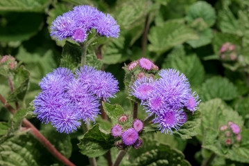 Flossflower (Ageratum houstonianum) in garden