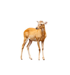 Dear no antler standing isolated on white background , clipping path