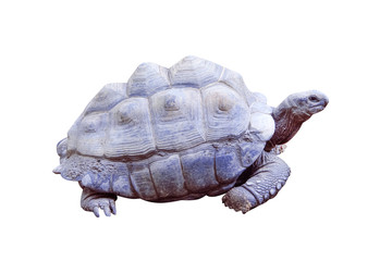 Testudinidae or giant turtle  reptile isolated on white background ,clipping path