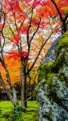 Fototapeta na wymiar 苔むす岩と紅葉
