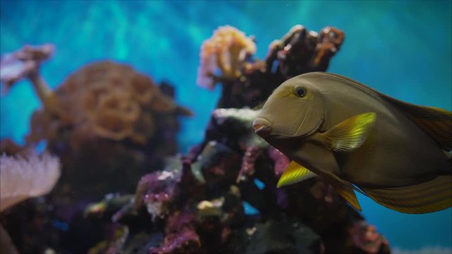 Fish in the aquarium. tropical fishes meet in blue coral reef sea water aquarium. Underwater paradise