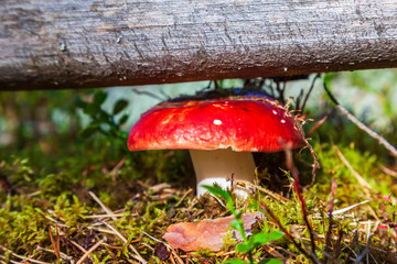 Red fly agaric mushroom on the forest floor