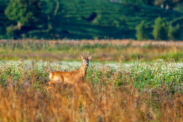 Roebuck on a meadow with wildflowers looking at the camera