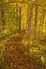 Autumn colored forest with a path