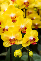 Fototapeta na wymiar Close-up beautiful tulips with Blurred background