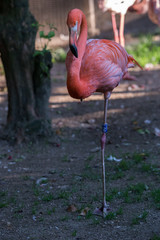 American Flamingo Phoenicopterus Ruber standing on one leg on the ground