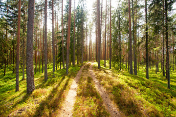Fototapeta na wymiar A small dirt path leading through a beautiful summery coniferous Pine grove in Estonian boreal forest. 