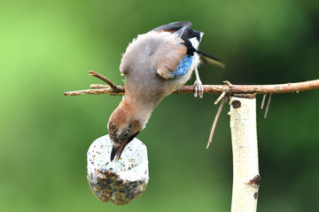 The Eurasian jay hanging and eating on  tallow ball with sunflower seeds
