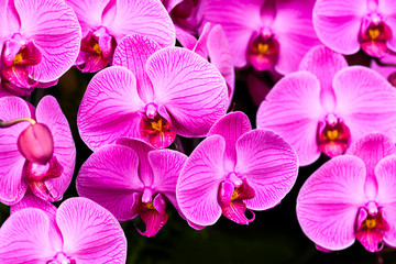 Obraz na płótnie Canvas Close-up of moth orchid flowers with blurred background