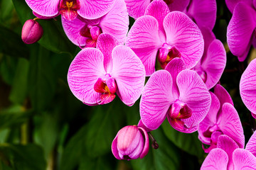 Fototapeta na wymiar Close-up of moth orchid flowers with blurred background