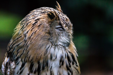 Siberian Eagle owl Bubo Bubo Sibiricus with eyes closed in the forest profile portrait close up