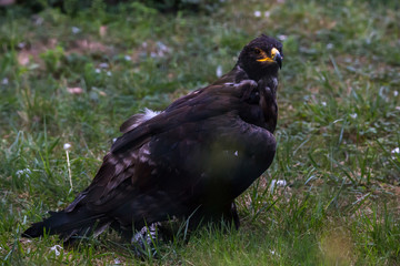 Tawny Eagle Aquila Rapax carefully walking on the grass