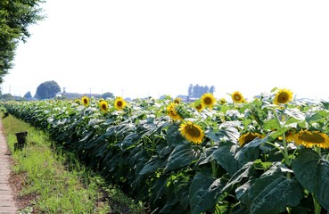 ひまわり畑　田舎　風景