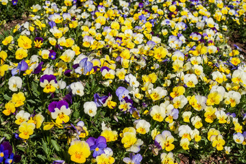 Heartsease (Viola tricolor) in garden