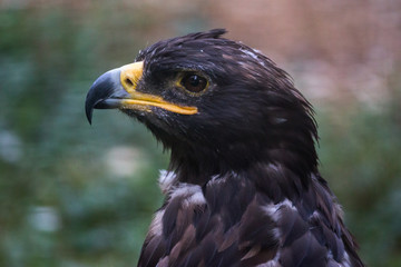 Tawny Eagle Aquila Rapax face close up portrait from profile