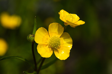 Closeup of yellow wildflower buttercup marsh marigold with green stem and green background